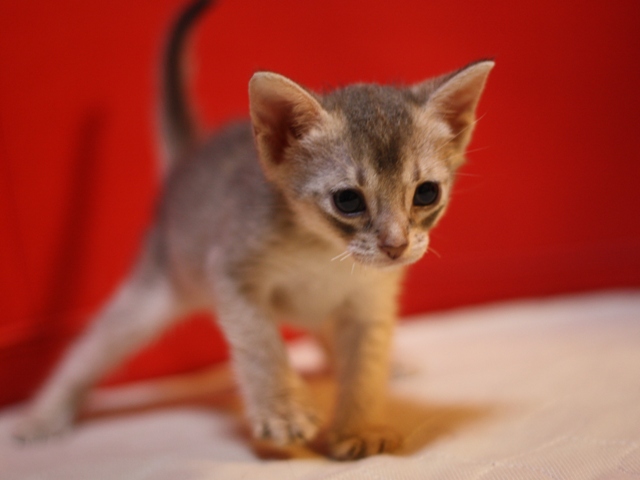 アビシニアンの子猫画像