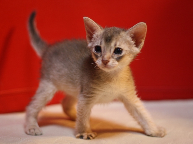 アビシニアンの子猫画像