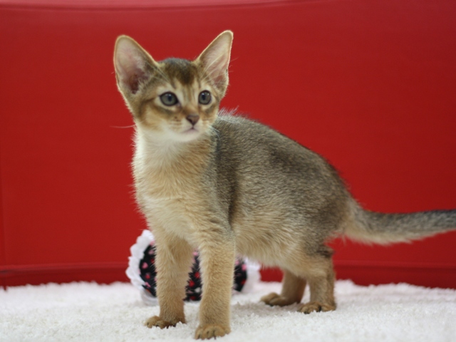 アビシニアンの子猫画像