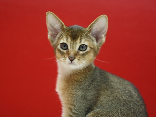 アビシニアンの子猫画像