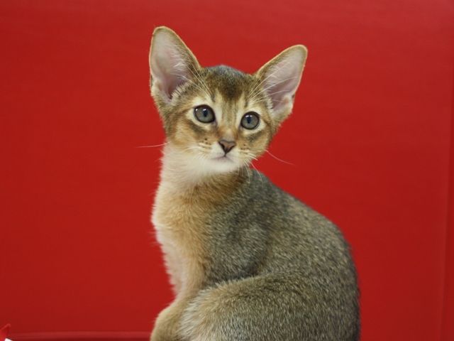 アビシニアンの子猫画像