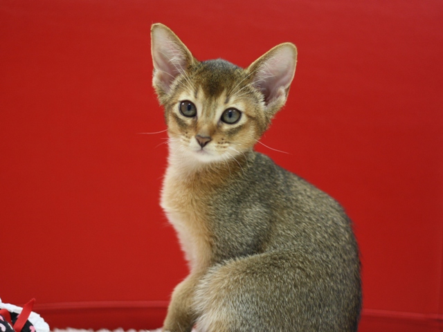 アビシニアンの子猫画像