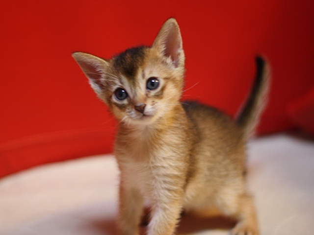 アビシニアンの子猫画像