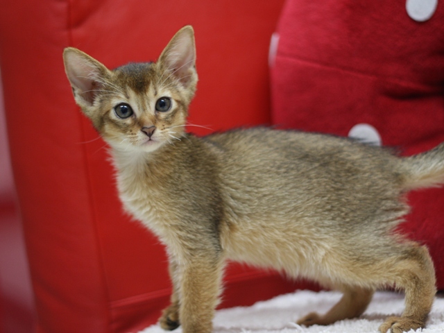 アビシニアンの子猫画像