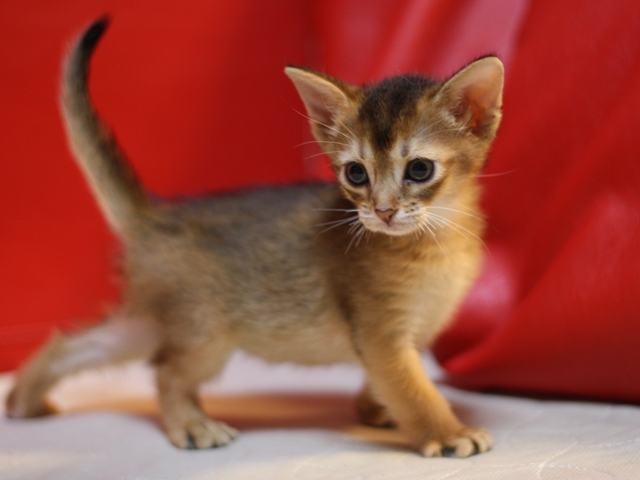 アビシニアンの子猫画像