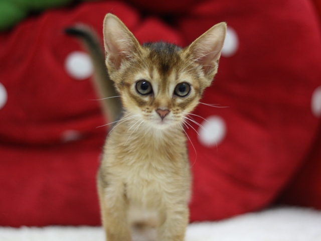 アビシニアンの子猫画像