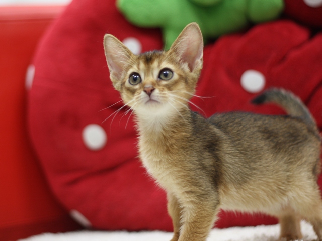 アビシニアンの子猫画像