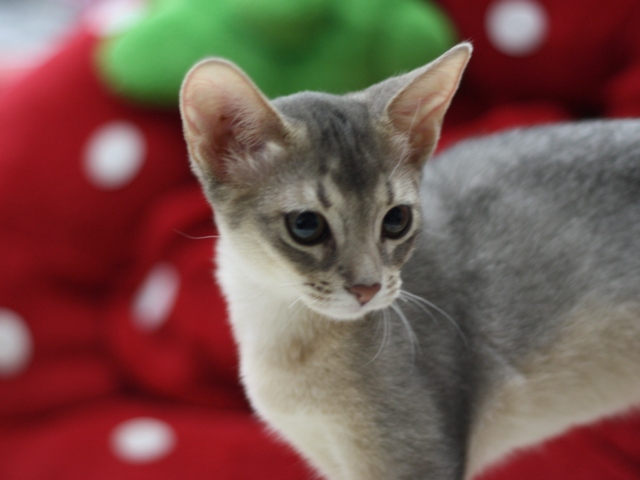 アビシニアンの子猫画像