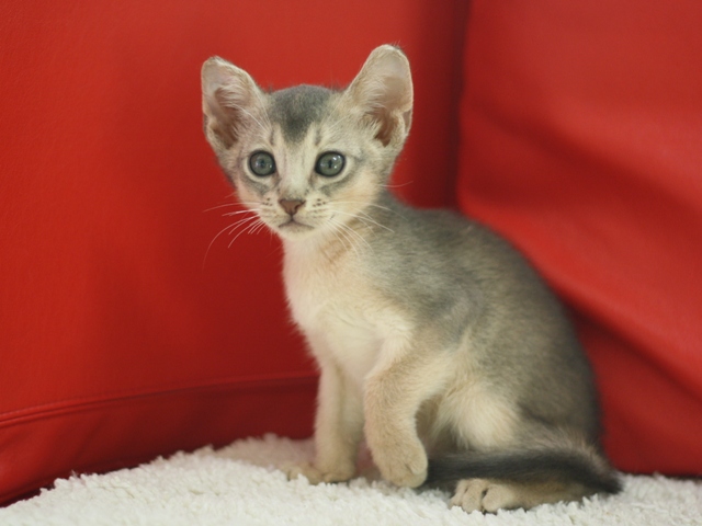 アビシニアンの子猫画像