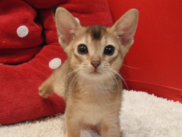 アビシニアンの子猫画像