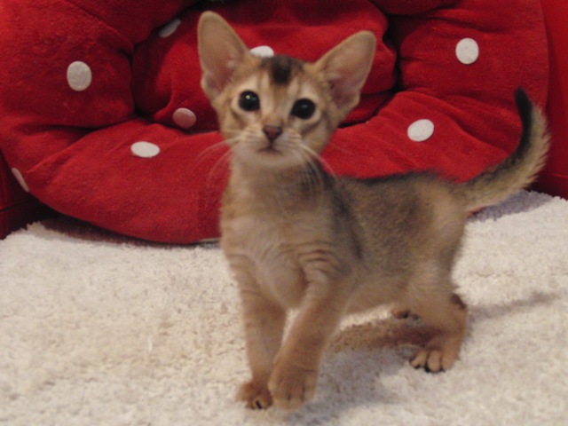 アビシニアンの子猫画像
