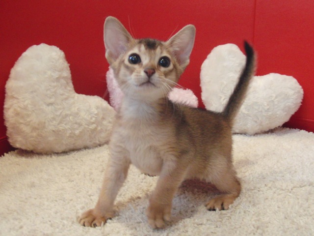 アビシニアンの子猫画像