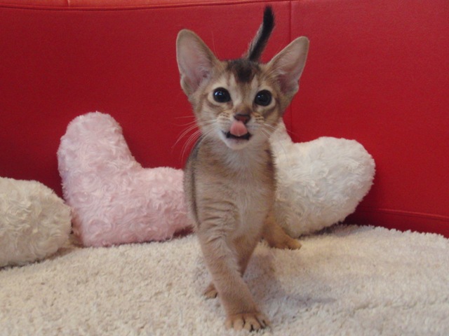 アビシニアンの子猫画像