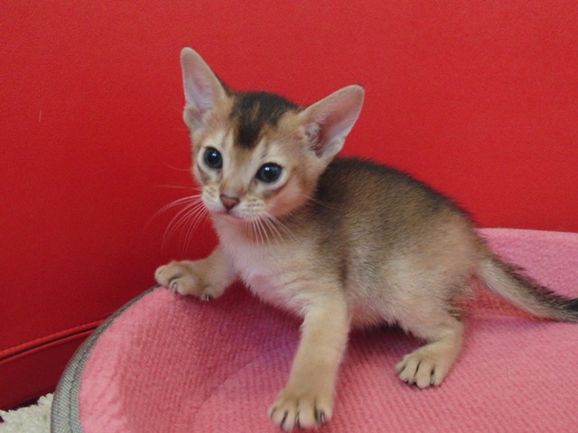 アビシニアンの子猫画像