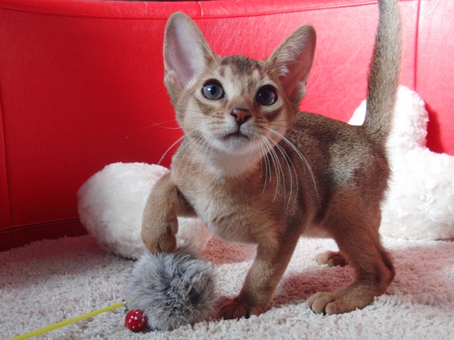 アビシニアンの子猫画像