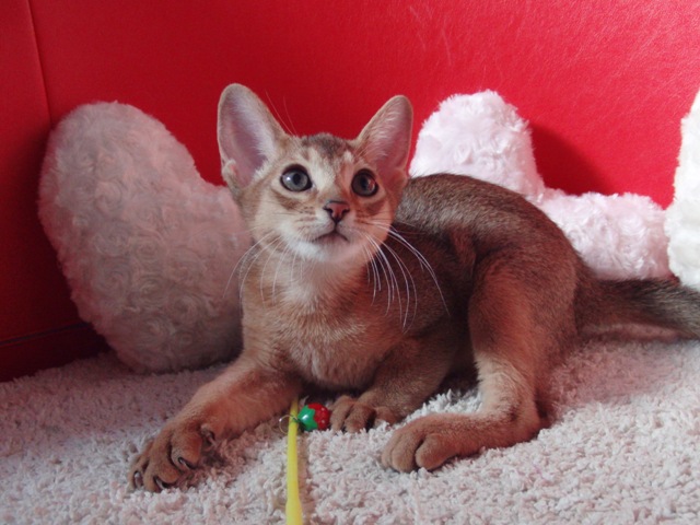 アビシニアンの子猫画像