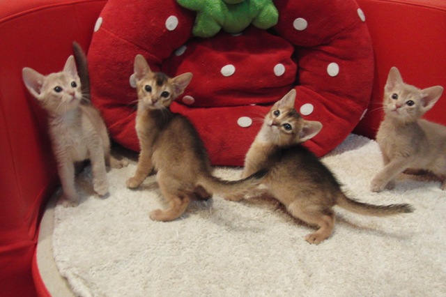 アビシニアンの子猫画像