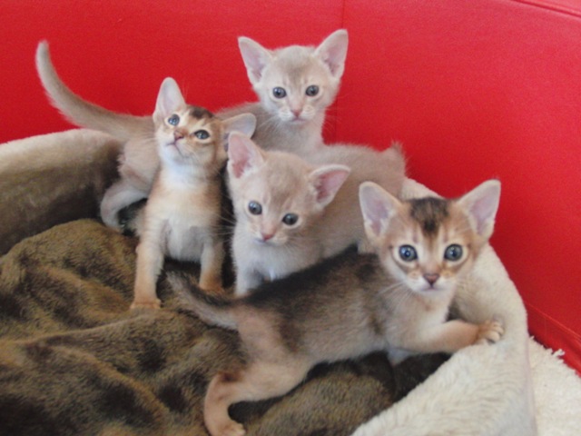 アビシニアンの子猫画像