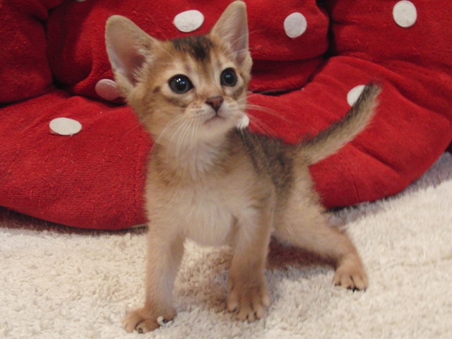 アビシニアンの子猫画像