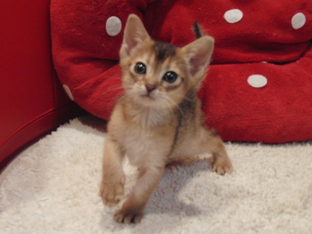 アビシニアンの子猫画像