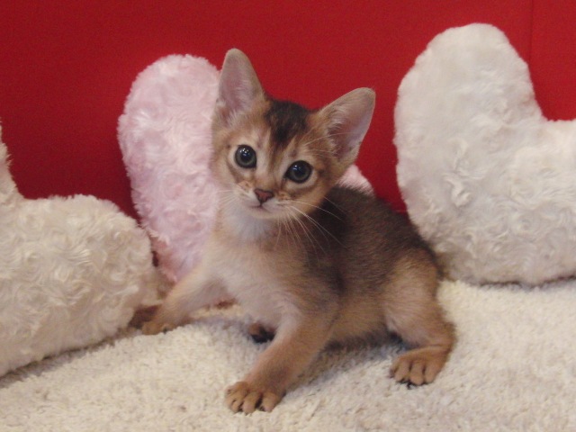 アビシニアンの子猫画像