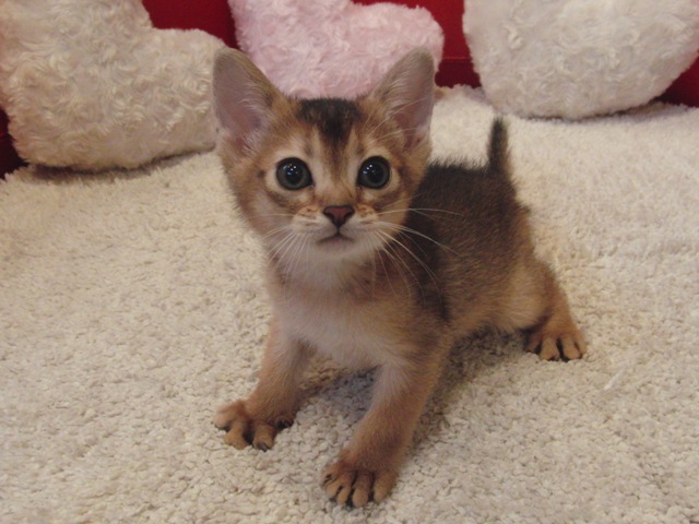 アビシニアンの子猫画像
