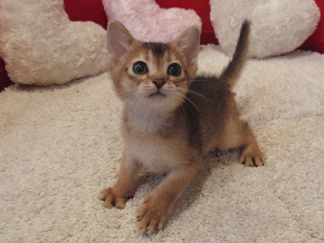 アビシニアンの子猫画像