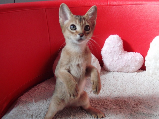 アビシニアンの子猫画像