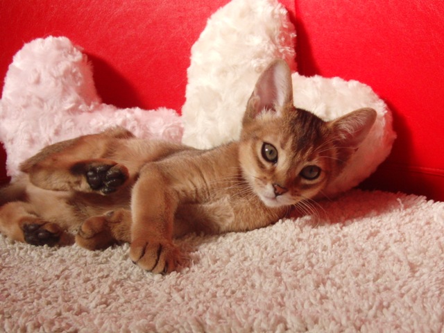 アビシニアンの子猫画像