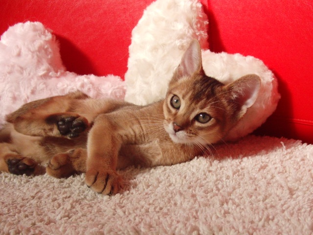アビシニアンの子猫画像
