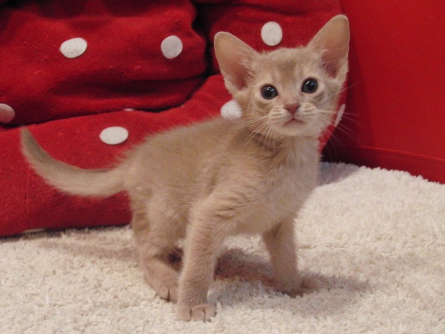 アビシニアンの子猫画像