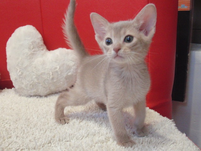 アビシニアンの子猫画像