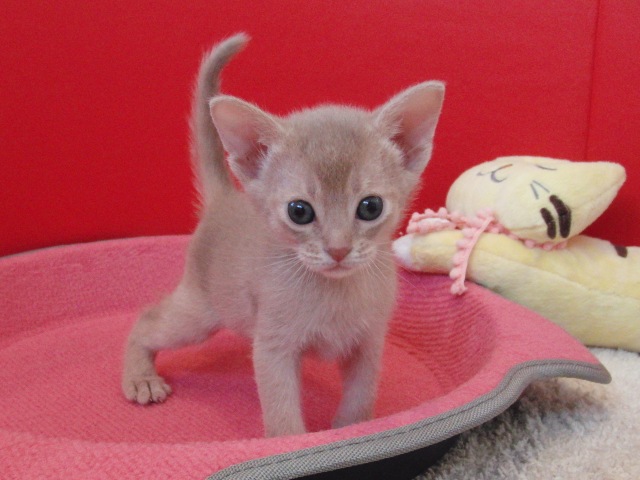 アビシニアンの子猫画像