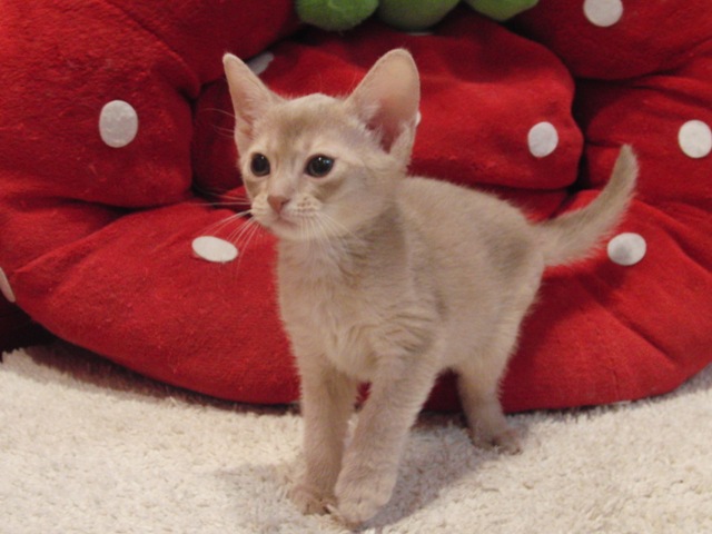 アビシニアンの子猫画像