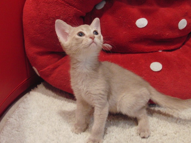 アビシニアンの子猫画像