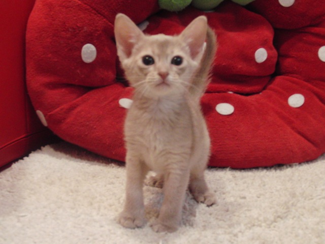 アビシニアンの子猫画像