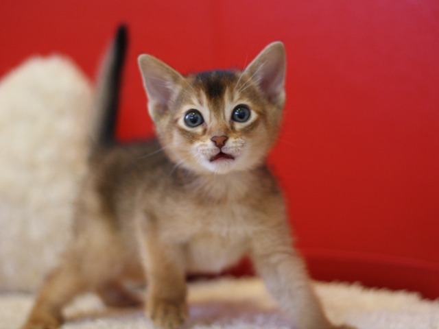 アビシニアンの子猫画像
