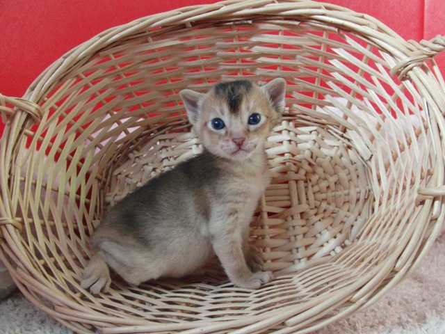 アビシニアンの子猫画像