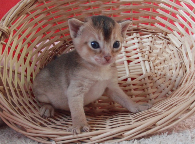 アビシニアンの子猫画像