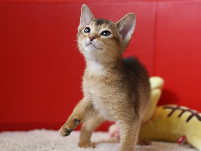 アビシニアンの子猫画像