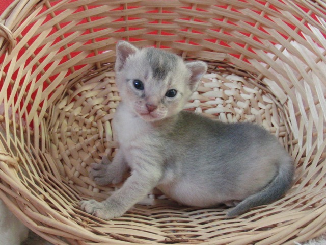 アビシニアンの子猫画像