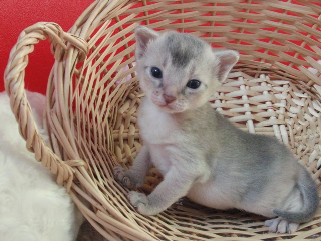 アビシニアンの子猫画像