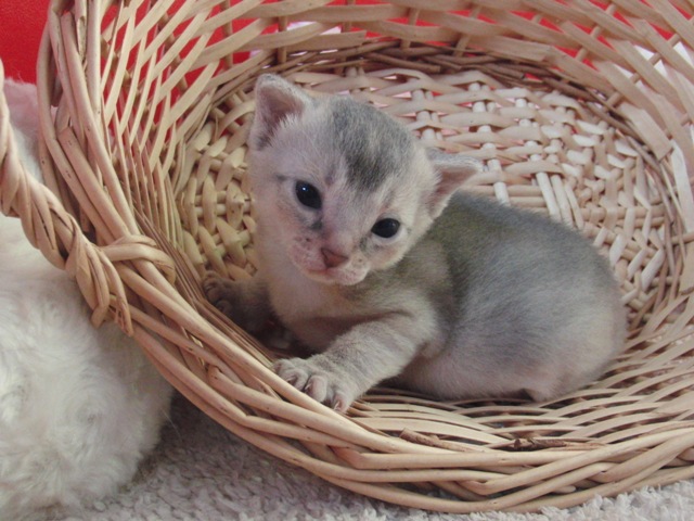 アビシニアンの子猫画像