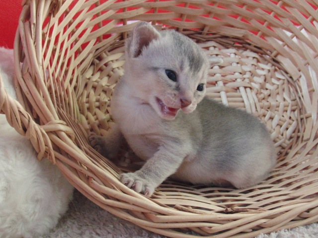 アビシニアンの子猫画像