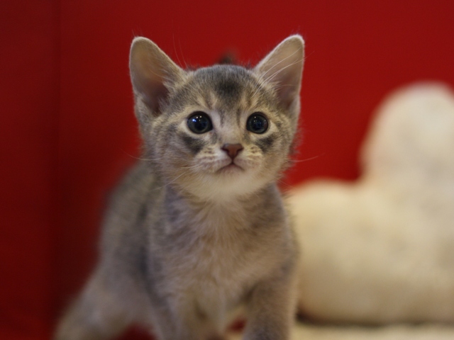アビシニアンの子猫画像