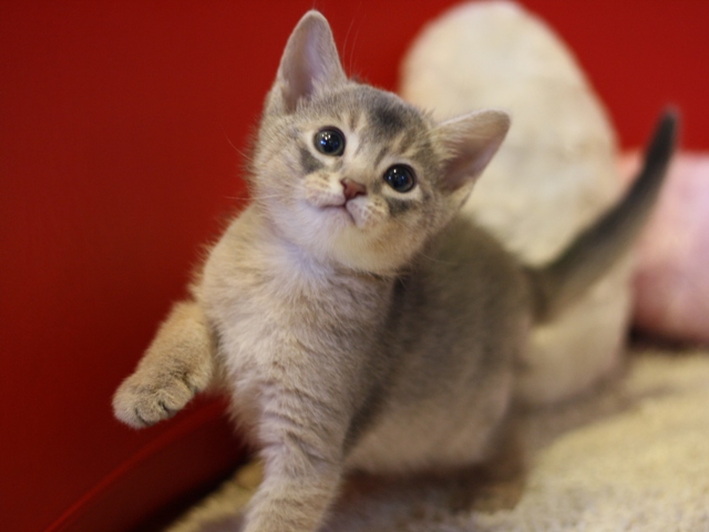 アビシニアンの子猫画像