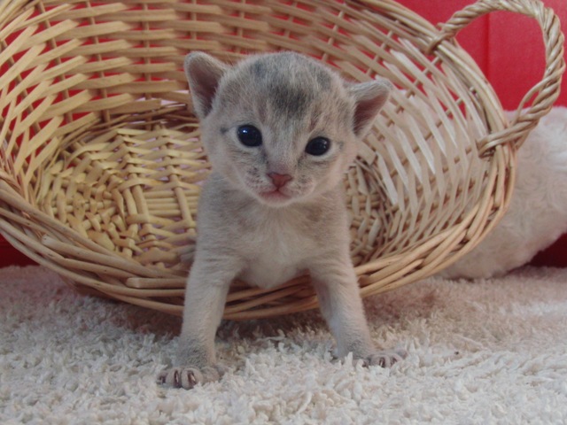 アビシニアンの子猫画像