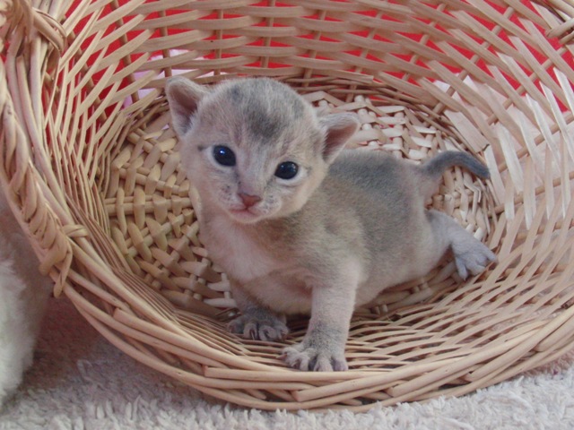 アビシニアンの子猫画像