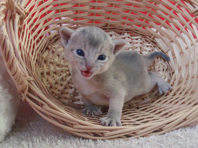 アビシニアンの子猫画像