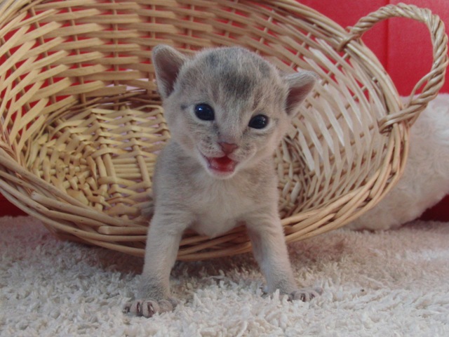 アビシニアンの子猫画像